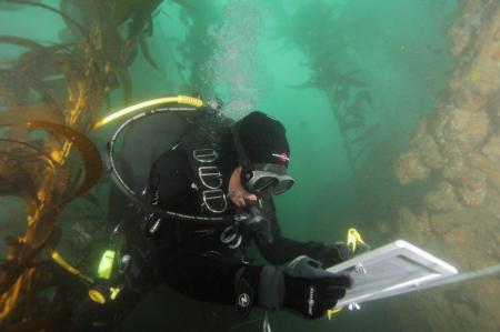 A diver monitoring kelp forest growth. Photo by David Witting / NOAA.